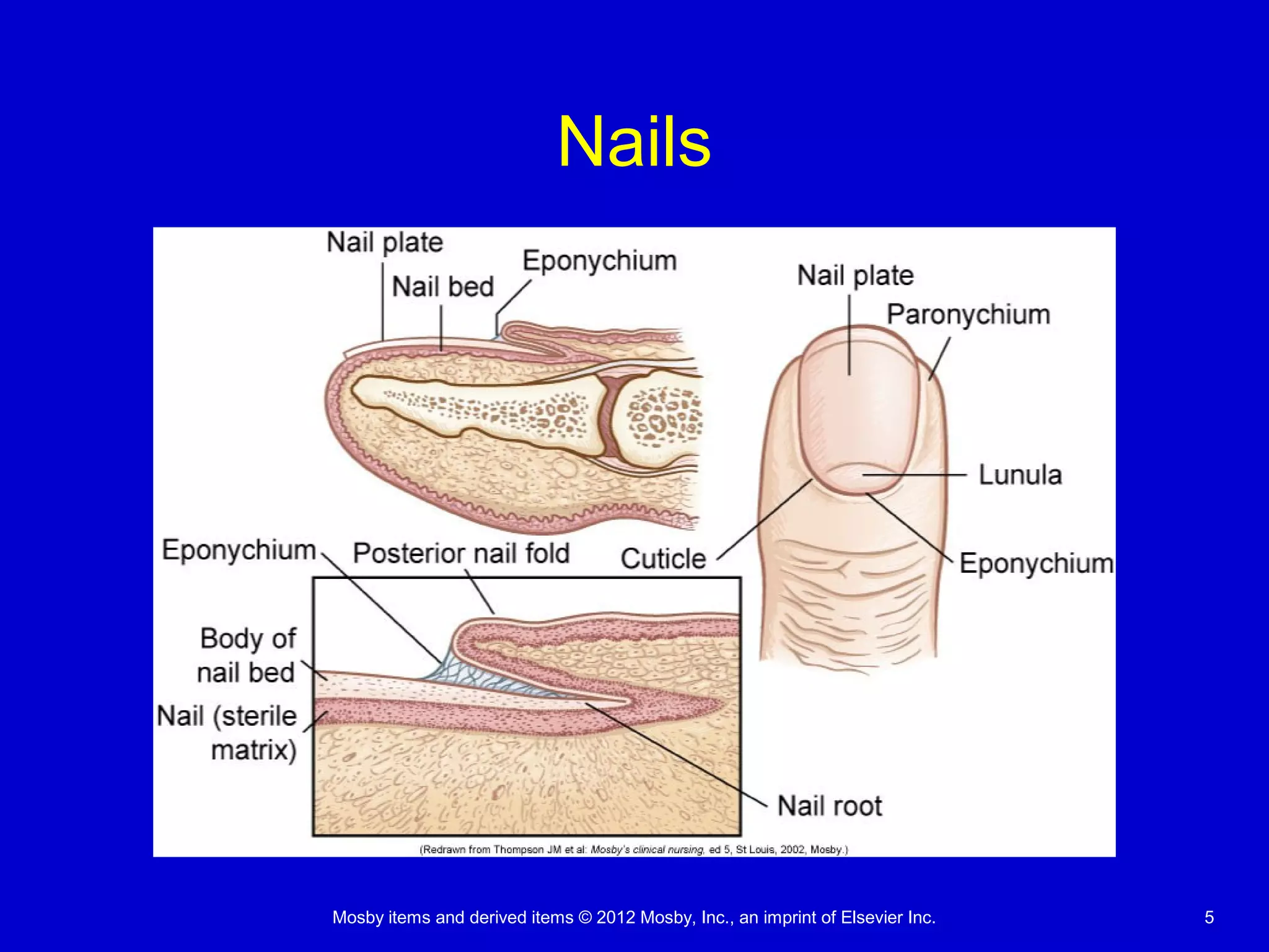 Mosby items and derived items © 2012 Mosby, Inc., an imprint of Elsevier Inc. 5
Nails
 