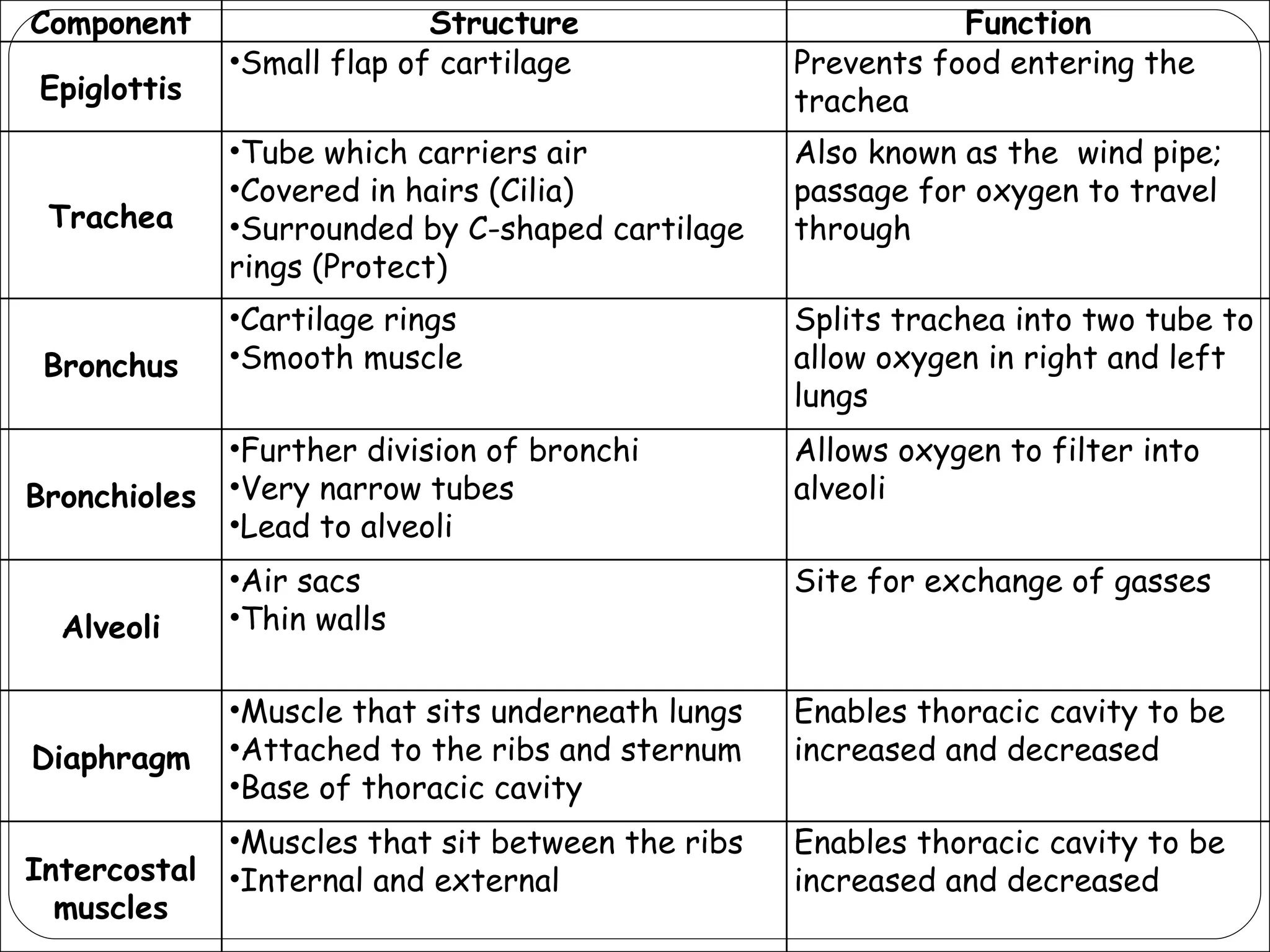 Component Structure Function Epiglottis Small flap of cartilage Prevents food entering the trachea Trachea Tube which carriers air Covered in hairs (Cilia) Surrounded by C-shaped cartilage rings (Protect) Also known as the  wind pipe; passage for oxygen to travel through Bronchus Cartilage rings Smooth muscle Splits trachea into two tube to allow oxygen in right and left lungs Bronchioles Further division of bronchi Very narrow tubes Lead to alveoli Allows oxygen to filter into alveoli Alveoli Air sacs Thin walls Site for exchange of gasses Diaphragm Muscle that sits underneath lungs Attached to the ribs and sternum Base of thoracic cavity Enables thoracic cavity to be increased and decreased Intercostal muscles Muscles that sit between the ribs Internal and external Enables thoracic cavity to be increased and decreased 