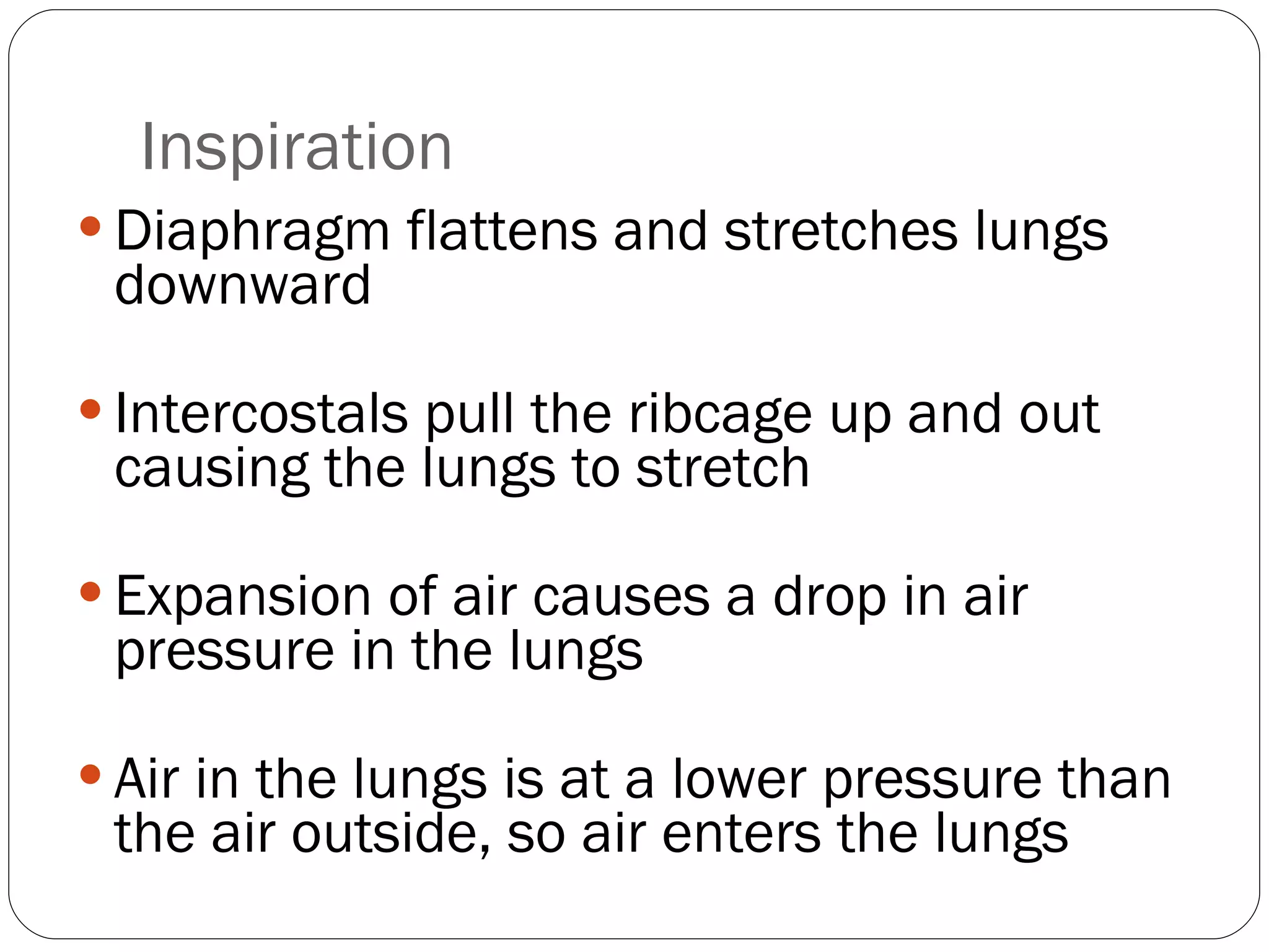Inspiration Diaphragm flattens and stretches lungs downward Intercostals pull the ribcage up and out causing the lungs to stretch  Expansion of air causes a drop in air pressure in the lungs Air in the lungs is at a lower pressure than the air outside, so air enters the lungs 