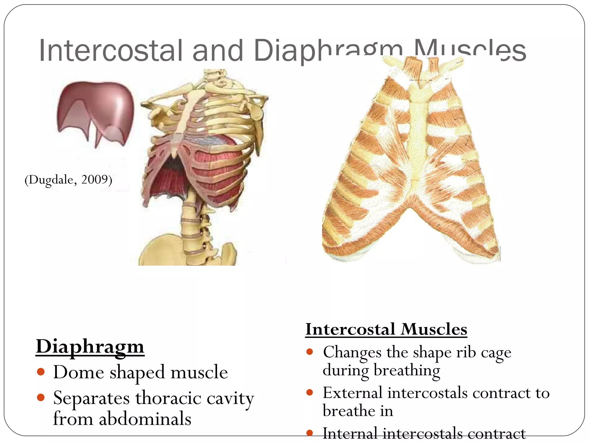 Intercostal and Diaphragm Muscles Diaphragm Dome shaped muscle Separates thoracic cavity from abdominals Intercostal Muscles Changes the shape rib cage during breathing  External intercostals contract to breathe in  Internal intercostals contract during forced breathing out  (Author Unknown, Date Unknown) (Dugdale, 2009)  