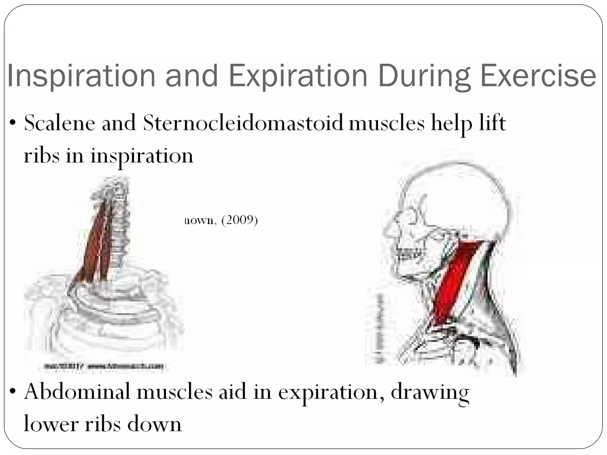 Inspiration and Expiration During Exercise 