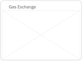Gas Exchange 