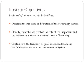 Lesson Objectives By the end of the lesson you should be able to: Describe the structure and function of the respiratory system Identify, describe and explain the role of the diaphragm and the intercostal muscles in the mechanics of breathing Explain how the transport of gases is achieved from the respiratory system into the cardiovascular system  
