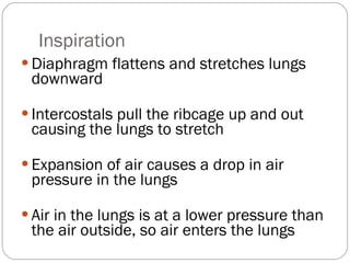 Inspiration Diaphragm flattens and stretches lungs downward Intercostals pull the ribcage up and out causing the lungs to stretch  Expansion of air causes a drop in air pressure in the lungs Air in the lungs is at a lower pressure than the air outside, so air enters the lungs 