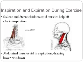 Inspiration and Expiration During Exercise 