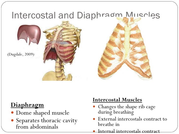 Structure and function of the lungs