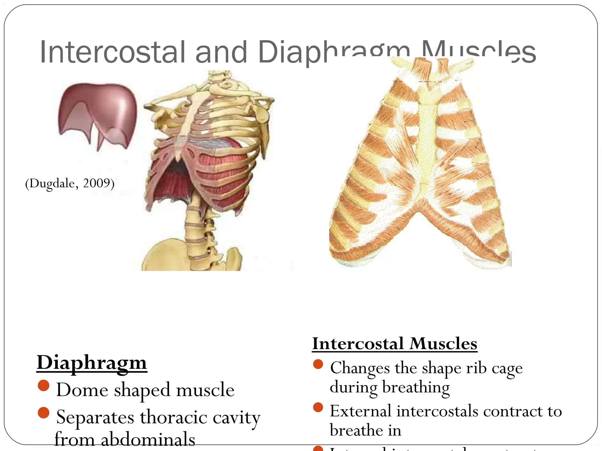 Intercostal and Diaphragm Muscles

(Dugdale, 2009)

Diaphragm
Dome shaped muscle
Separates thoracic cavity
from abdominals

Intercostal Muscles
 Changes the shape rib cage
during breathing
 External intercostals contract to
breathe in

 