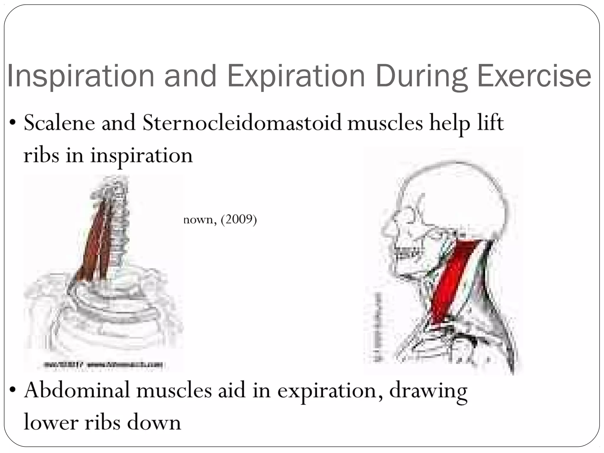 Inspiration and Expiration During Exercise

 