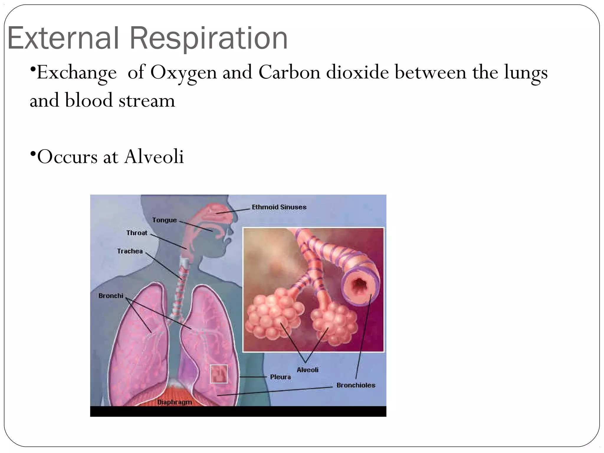External Respiration
•Exchange of Oxygen and Carbon dioxide between the lungs

and blood stream
•Occurs at Alveoli

(WebMD, 2009)

 