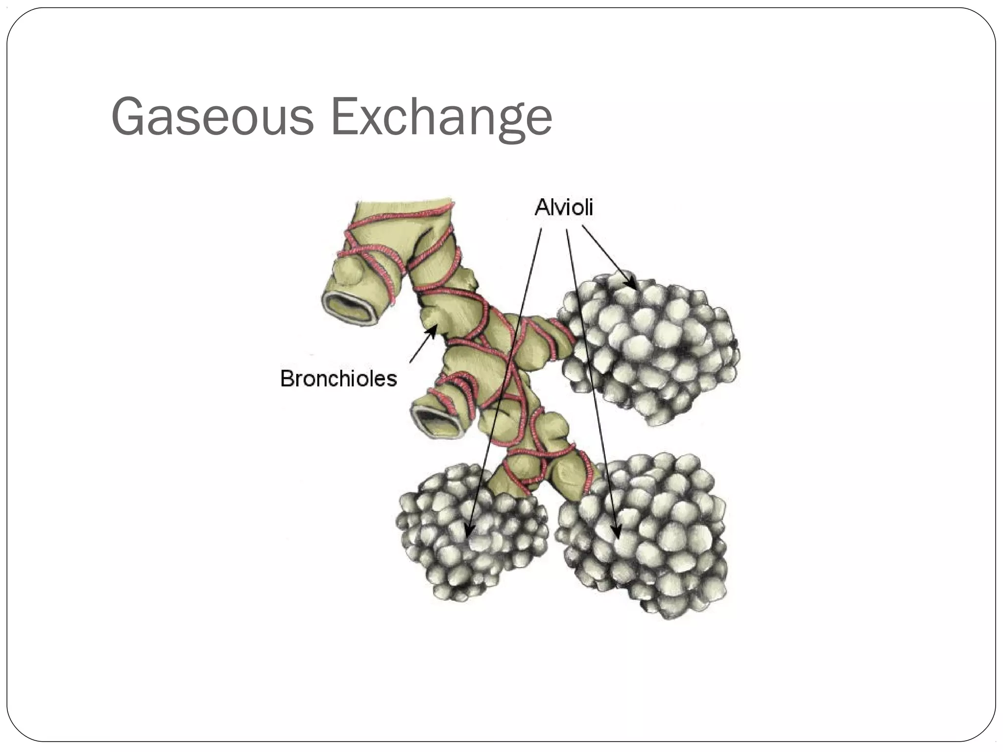 Gaseous Exchange

 