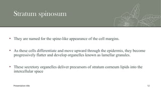 Structure and functions of the skin.pptx