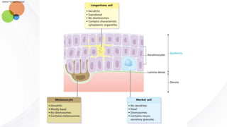 Skin Module Structure and function of the skin - module da | PDF