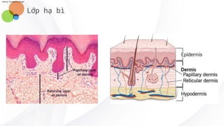 Skin Module Structure and function of the skin - module da | PDF
