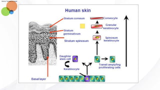 Skin Module Structure and function of the skin - module da | PDF