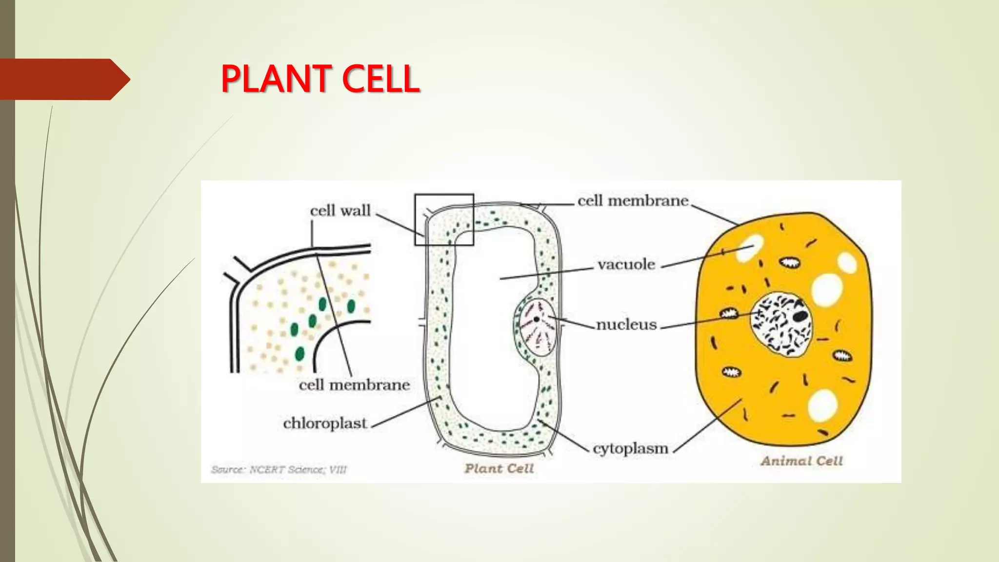 PLANT CELL
 