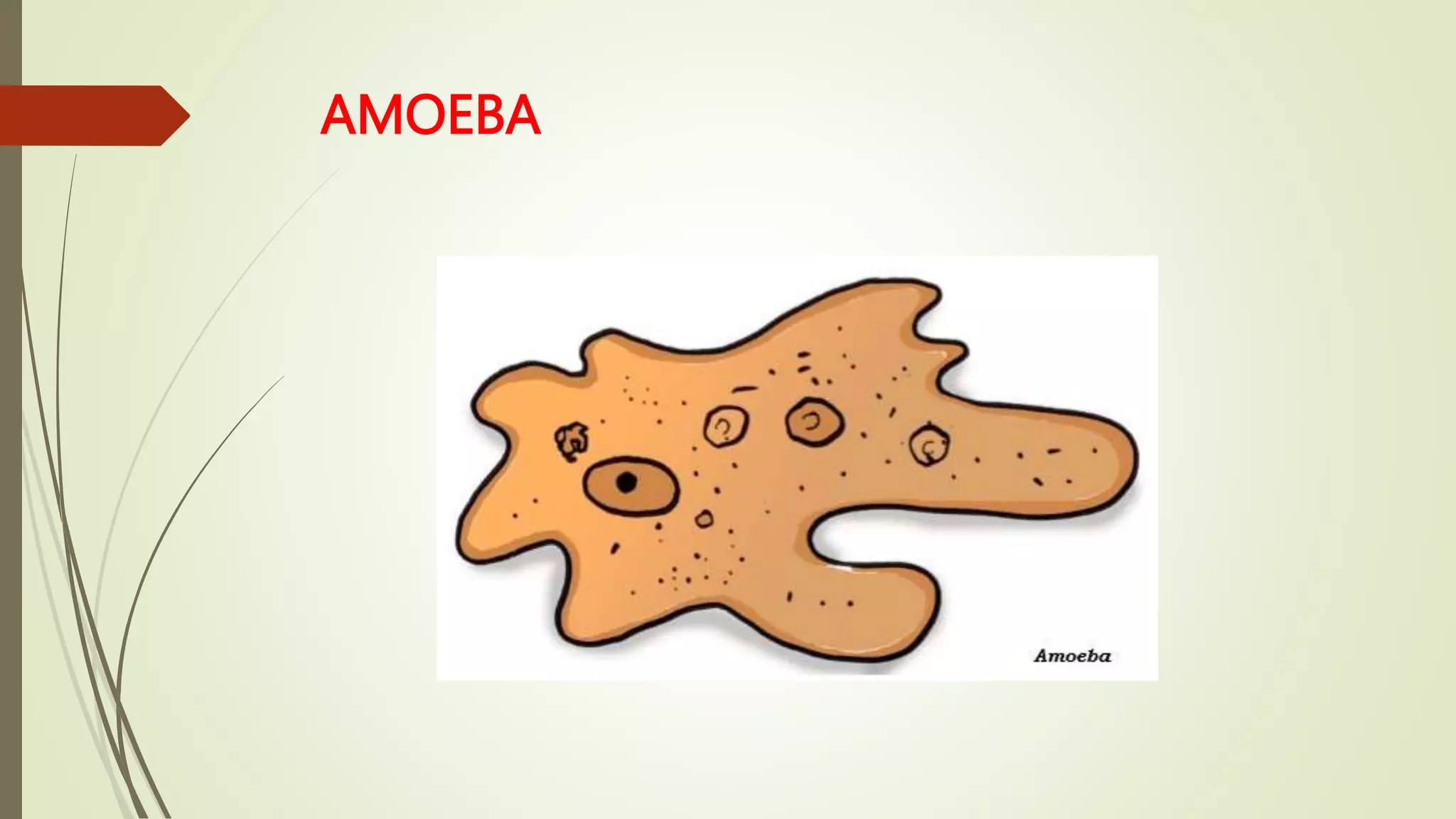 AMOEBA
 