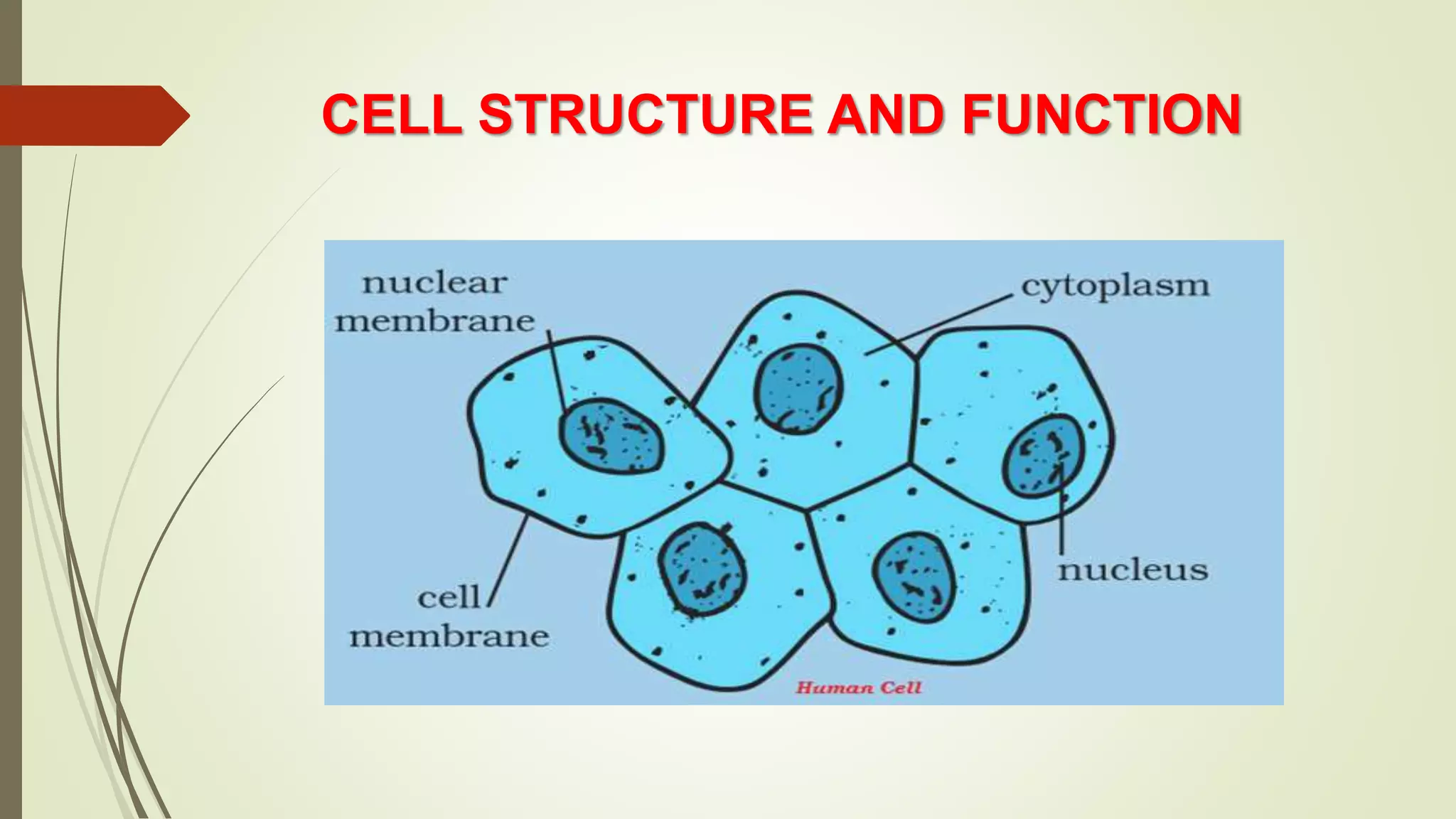 CELL STRUCTURE AND FUNCTION
 