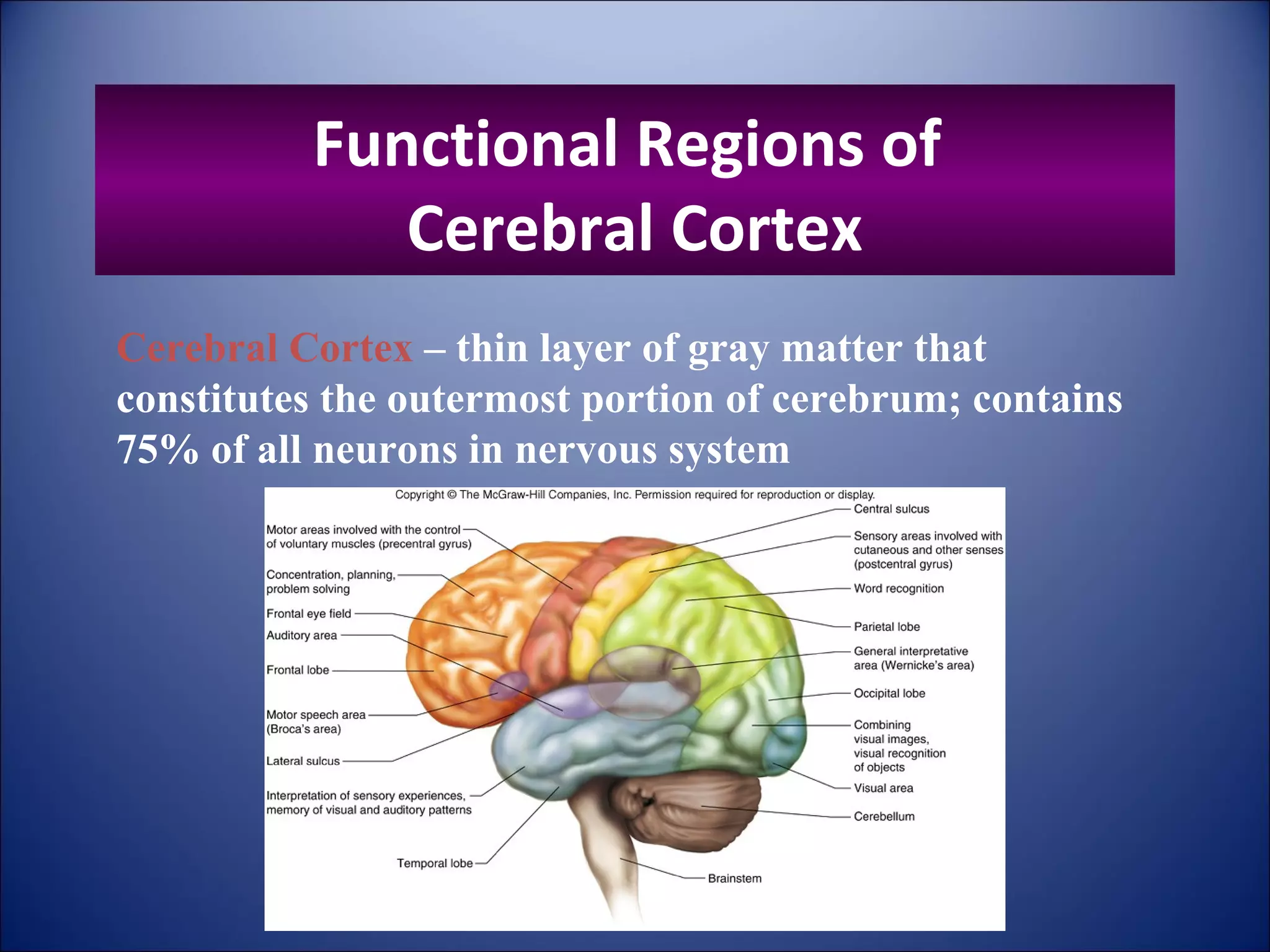 Structure and functions of brain | PPT