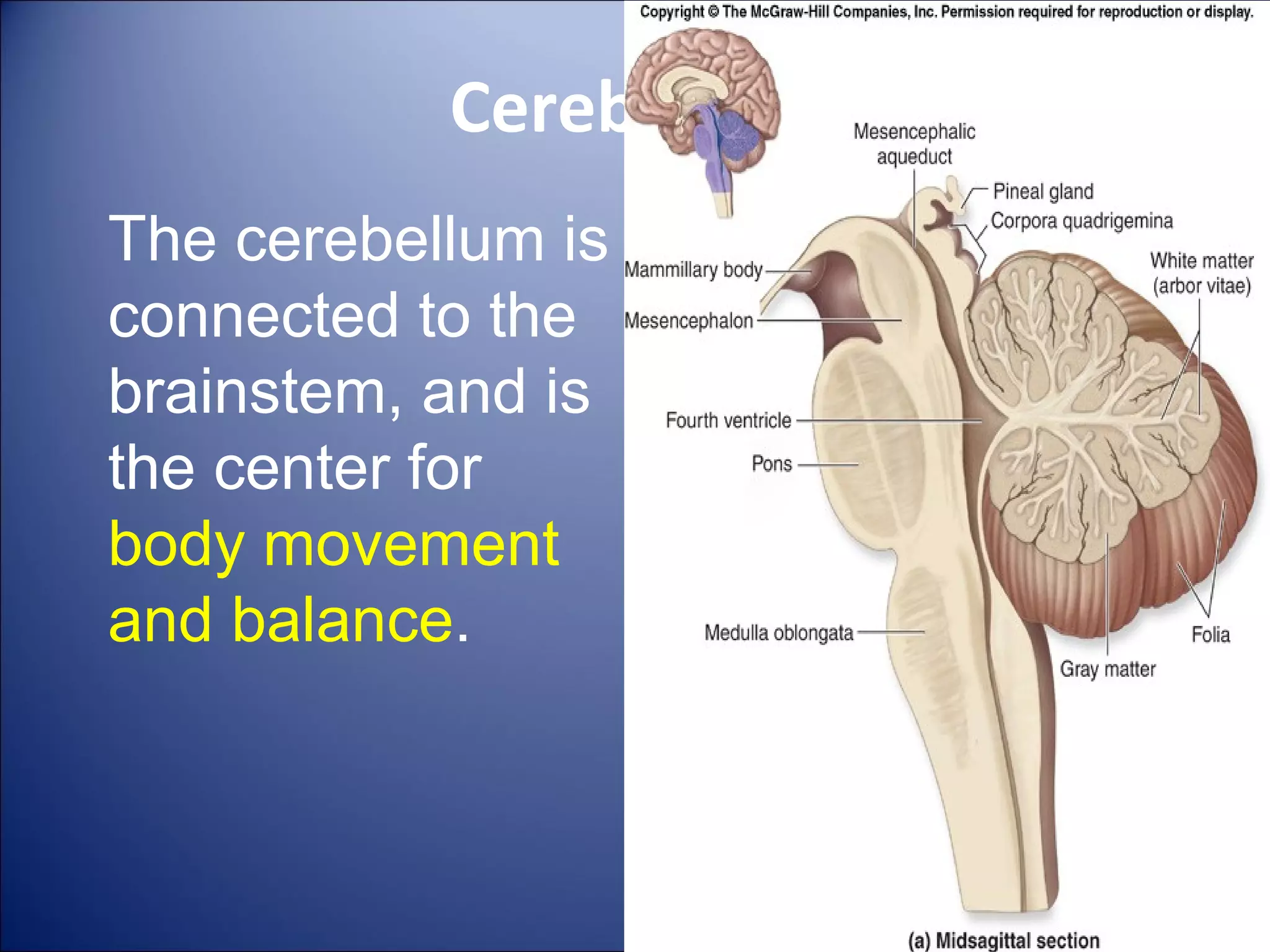 Structure and functions of brain | PPT