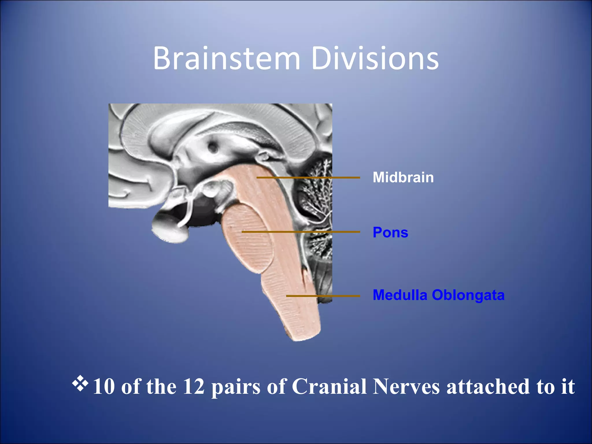 Structure and functions of brain | PPT