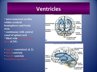 Ventricles
• interconnected cavities
within cerebral
hemispheres and brain
stem
• continuous with central
canal of spinal cord
• filled with cerebrospinal
fluid (CSF)
• lateral ventricles(1 & 2)
• third ventricle
• fourth ventricle
• cerebral aqueduct
 