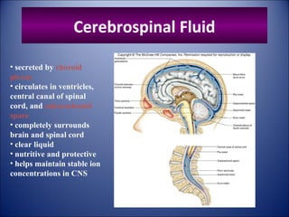 Cerebrospinal Fluid
• secreted by choroid
plexus
• circulates in ventricles,
central canal of spinal
cord, and subarachnoid
space
• completely surrounds
brain and spinal cord
• clear liquid
• nutritive and protective
• helps maintain stable ion
concentrations in CNS
 