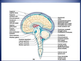 CSF circulation: through ventricles, median and lateral
apertures, subarachnoid space, arachnoid villi, and into the
blood of the superior sagittal sinus
CSF:
-Made in choroid plexus
-Drained through arachnoid villus
 