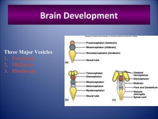 Brain Development
Three Major Vesicles
1. Forebrain
2. Midbrain
3. Hindbrain
 