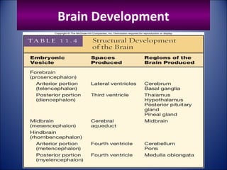 Brain Development
 
