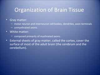 Organization of Brain Tissue
• Gray matter:
– motor neuron and interneuron cell bodies, dendrites, axon terminals
– unmyelinated axons.
• White matter:
– composed primarily of myelinated axons.
• External sheets of gray matter, called the cortex, cover the
surface of most of the adult brain (the cerebrum and the
cerebellum).
 