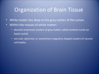 Organization of Brain Tissue
• White matter lies deep to the gray matter of the cortex.
• Within the masses of white matter:
– discrete innermost clusters of gray matter called cerebral nuclei (or
basal nuclei).
– are oval, spherical, or sometimes irregularly shaped clusters of neuron
cell bodies.
 