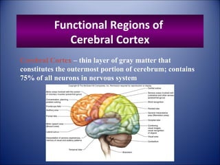 Functional Regions of
Cerebral Cortex
Cerebral Cortex – thin layer of gray matter that
constitutes the outermost portion of cerebrum; contains
75% of all neurons in nervous system
 