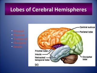 Lobes of Cerebral Hemispheres
• Frontal
• Parietal
• Temporal
• Occipital
• Insula
 