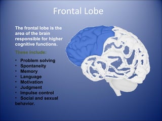 Frontal Lobe
The frontal lobe is the
area of the brain
responsible for higher
cognitive functions.
These include:
• Problem solving
• Spontaneity
• Memory
• Language
• Motivation
• Judgment
• Impulse control
• Social and sexual
behavior.
 