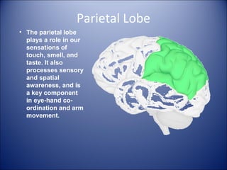 Parietal Lobe
• The parietal lobe
plays a role in our
sensations of
touch, smell, and
taste. It also
processes sensory
and spatial
awareness, and is
a key component
in eye-hand co-
ordination and arm
movement.
 