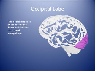 Occipital Lobe
The occipital lobe is
at the rear of the
brain and controls
vision and
recognition.
 