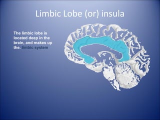 Limbic Lobe (or) insula
The limbic lobe is
located deep in the
brain, and makes up
the. limbic system
 