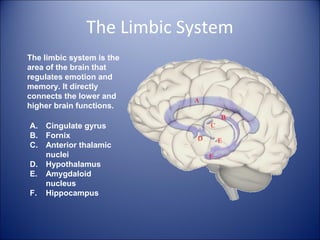 The Limbic System
A. Cingulate gyrus
B. Fornix
C. Anterior thalamic
nuclei
D. Hypothalamus
E. Amygdaloid
nucleus
F. Hippocampus
The limbic system is the
area of the brain that
regulates emotion and
memory. It directly
connects the lower and
higher brain functions.
 