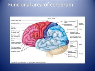 Funcional area of cerebrum
 
