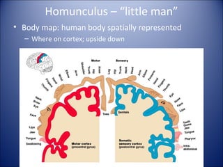 Homunculus – “little man”
• Body map: human body spatially represented
– Where on cortex; upside down
 