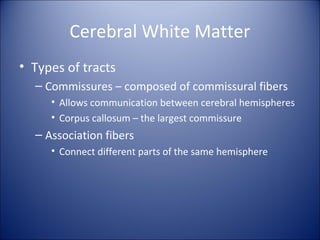 Cerebral White Matter
• Types of tracts
– Commissures – composed of commissural fibers
• Allows communication between cerebral hemispheres
• Corpus callosum – the largest commissure
– Association fibers
• Connect different parts of the same hemisphere
 