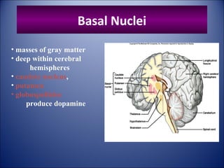Basal Nuclei
• masses of gray matter
• deep within cerebral
hemispheres
• caudate nucleus,
• putamen
• globuspallidus
produce dopamine
 