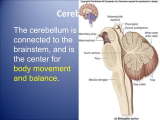 Cerebellum
The cerebellum is
connected to the
brainstem, and is
the center for
body movement
and balance.
 