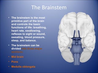 The Brainstem
• The brainstem is the most
primitive part of the brain
and controls the basic
functions of life: breathing,
heart rate, swallowing,
reflexes to sight or sound,
sweating, blood pressure,
sleep, and balance.
• The brainstem can be
divided into three major
sections:
• Mid brain
• Pons
• Medulla oblongata
 
