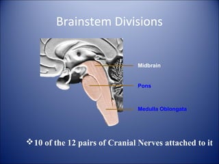Brainstem Divisions
Midbrain
Pons
Medulla Oblongata
10 of the 12 pairs of Cranial Nerves attached to it
 