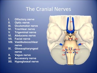 The Cranial Nerves
I. Olfactory nerve
II. Optic nerve
III. Oculomotor nerve
IV. Trochlear nerve
V. Trigeminal nerve
VI. Abducens nerve
VII. Facial nerve
VIII. Vestibulocochlear
nerve
IX. Glossopharyngeal
nerve
X. Vagus nerve
XI. Accessory nerve
XII. Hypoglossal nerve
 