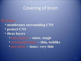 Covering of brain
5
Meninges
• membranes surrounding CNS
• protect CNS
• three layers
• dura mater – outer, tough
• arachnoid mater – thin, weblike
• pia mater – inner, very thin
 
