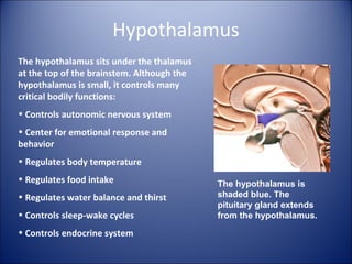 Hypothalamus
The hypothalamus sits under the thalamus
at the top of the brainstem. Although the
hypothalamus is small, it controls many
critical bodily functions:
• Controls autonomic nervous system
• Center for emotional response and
behavior
• Regulates body temperature
• Regulates food intake
• Regulates water balance and thirst
• Controls sleep-wake cycles
• Controls endocrine system
The hypothalamus is
shaded blue. The
pituitary gland extends
from the hypothalamus.
 
