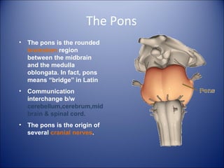The Pons
• The pons is the rounded
brainstem region
between the midbrain
and the medulla
oblongata. In fact, pons
means “bridge” in Latin
• Communication
interchange b/w
cerebellum,cerebrum,mid
brain & spinal cord.
• The pons is the origin of
several cranial nerves.
 