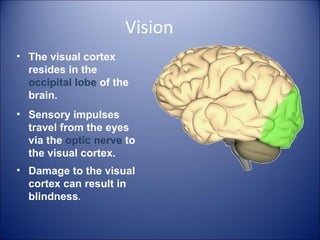 Vision
• The visual cortex
resides in the
occipital lobe of the
brain.
• Sensory impulses
travel from the eyes
via the optic nerve to
the visual cortex.
• Damage to the visual
cortex can result in
blindness.
 